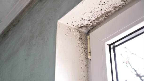 Best Local Mold Removal Service  in , NV