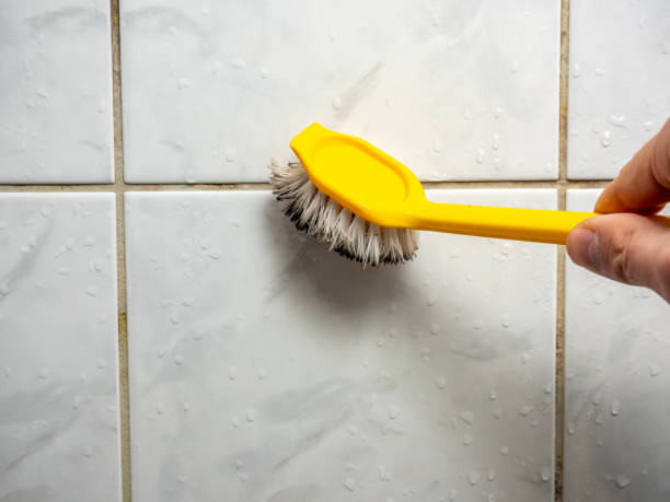 Best Attic Mold Removal  in , NV