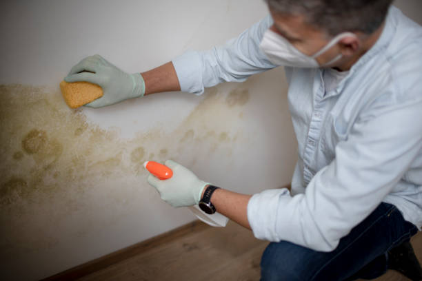 Best Toxic Mold Removal  in , NV